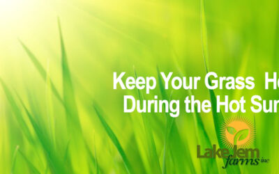 Keeping Summer Grass Healthy